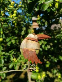 Close-up of bread on tree