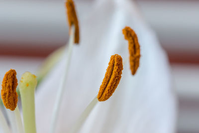 Close-up of flower against blurred background