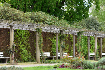 View of flowering plants in garden