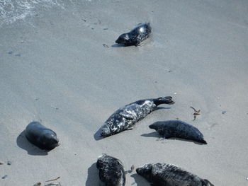 High angle view of fish on beach