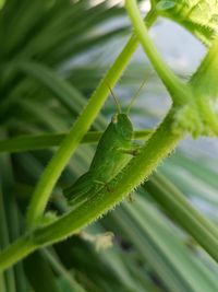 Close-up of insect on plant