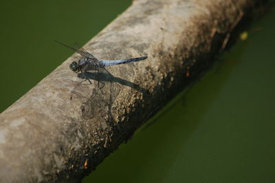 Close-up of insect