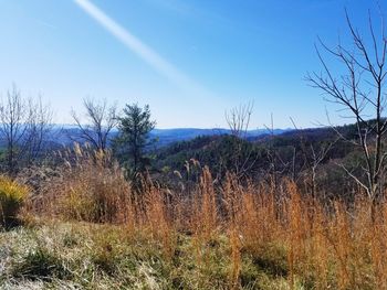 Plants growing on field against blue sky