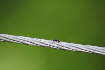 Close-up of insect on leaf