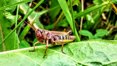 Close-up of insect on leaf