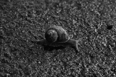 Close-up of snail