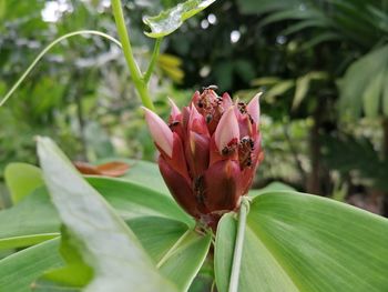 Close-up of red flowering plant