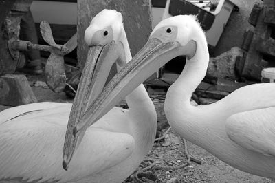 Close-up of birds