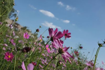 Close-up of pink flowers