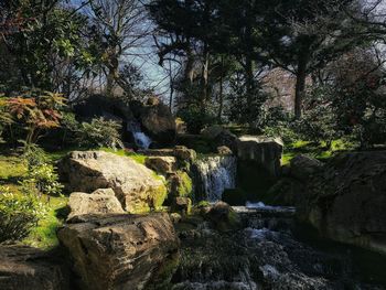 Scenic view of waterfall in forest