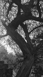 Low angle view of tree in forest