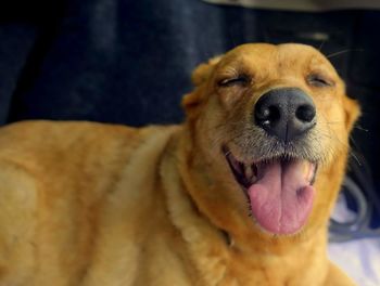 Close-up portrait of dog