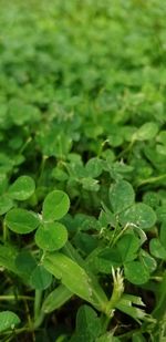 High angle view of green leaves on field