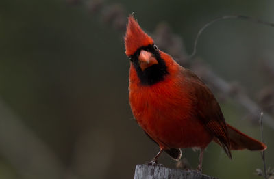 Angry looking cardinal perched on fence post