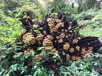 Plants growing on field