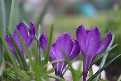 Close-up of purple crocus flowers