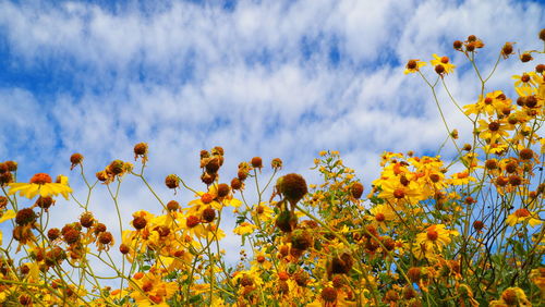 Low angle view of yellow flowering plants on field against sky