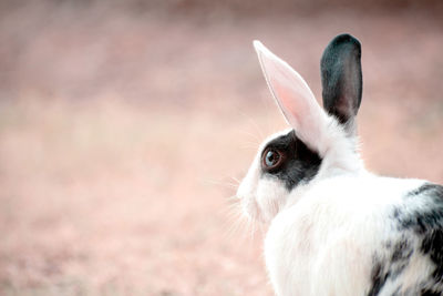 Close-up of a rabbit