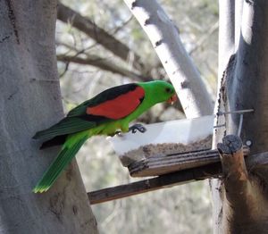 Close-up of parrot perching on tree