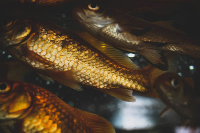 Close-up of fish in sea