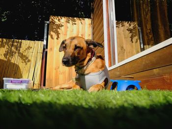 Dog in grass