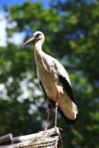 High angle view of bird perching against tree