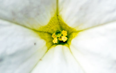 Close-up of yellow flower