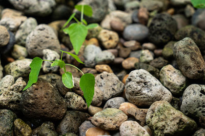 High angle view of stones