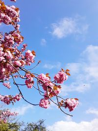 Low angle view of cherry blossoms in spring