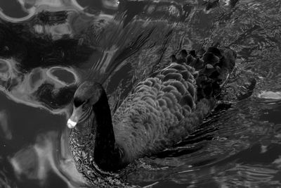 High angle view of swan swimming in lake