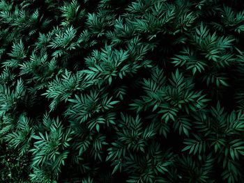 Full frame shot of plants