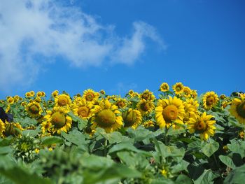 Close-up of yellow flowering plant on field against sky