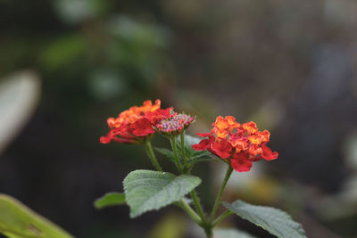 Close-up of flowering plant