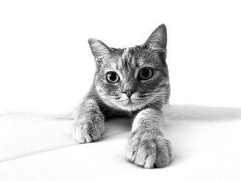 Close-up of cat sitting on white background