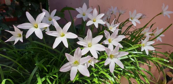 Close-up of white flowering plants