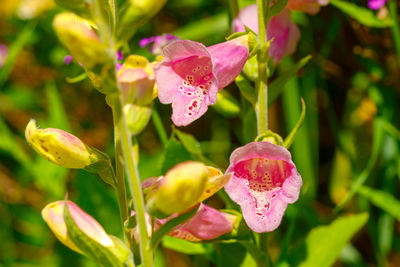 Close-up of wet pink flowers blooming outdoors