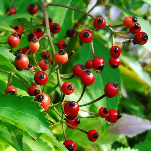 Close-up of berries growing on tree