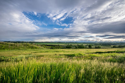 Scenic view of agricultural field against sky