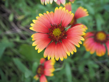 Close-up of yellow flower blooming outdoors