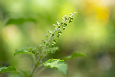 Close-up of small plant