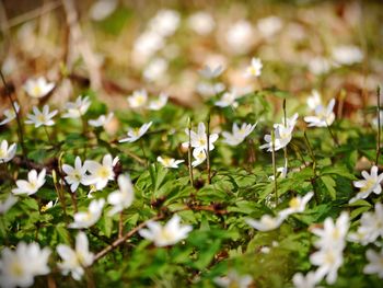 Close-up of white flowering plants on field