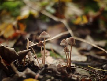 Close-up of mushroom growing on field