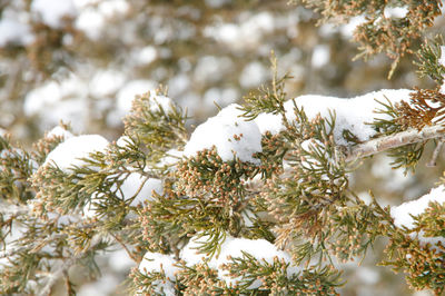 Snow on the evergreen