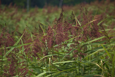 Close-up of plants growing on field
