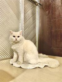 Cat sitting on floor at home