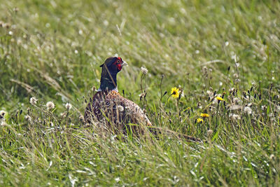 Full length of a bird on field