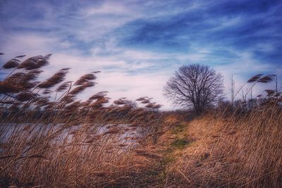 Trees on field against sky