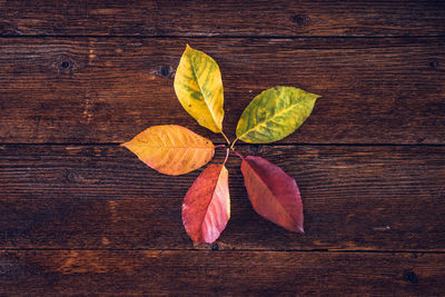 Directly above shot of leaves on wooden table