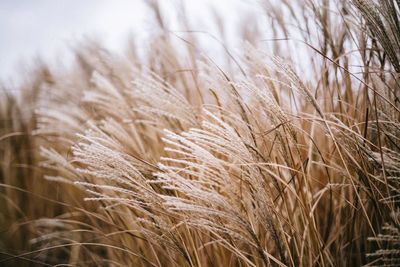 Close-up of wheat field