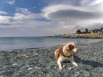 Dog at beach against sky